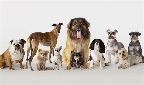 All dogs - List of dog breeds. Let's learn the 100 most popular dog breeds in the world with their names and country of origin. Subscribe to Kiddopedia channel for more...
